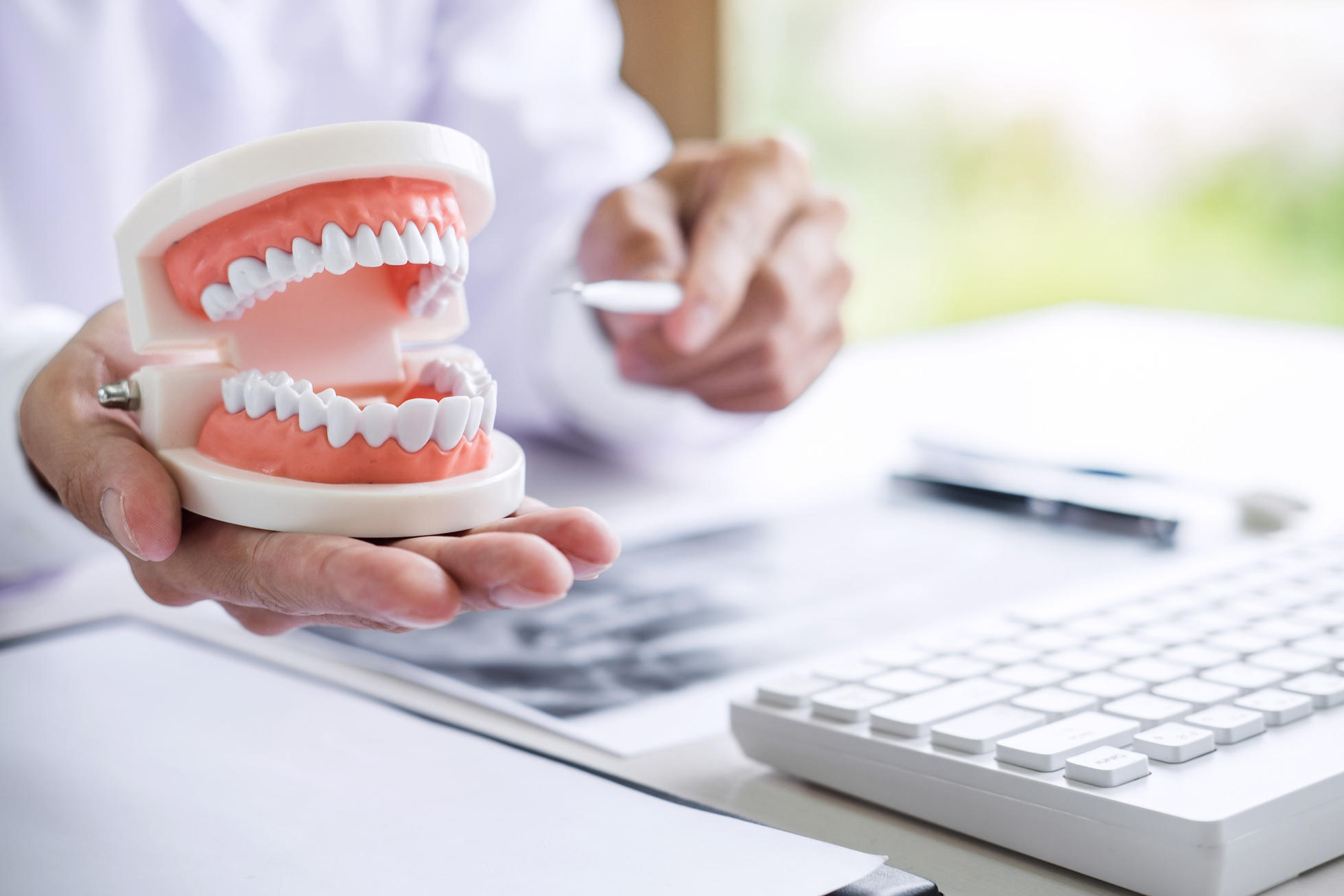 Dentist Holding Teeth Model